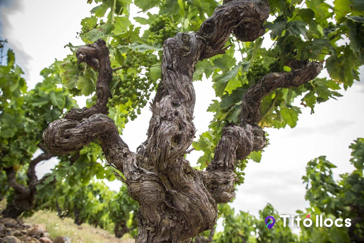 Una soca de vinya vella del celler Pujol Cargol, a Masarac
