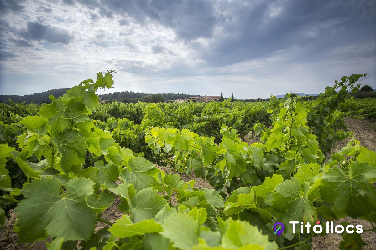 La vinya del celler Pujol Cargol amb la plana empordanesa al fons
