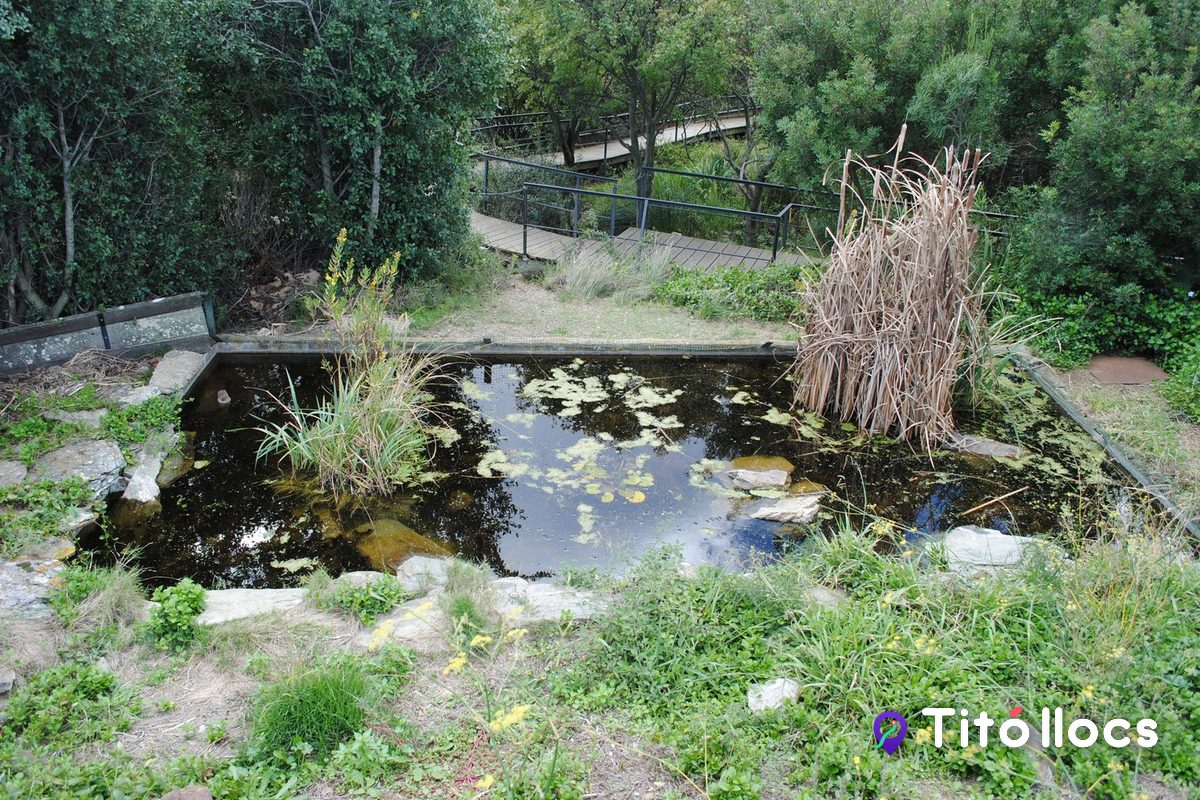 Estany amb vegetació aquàtica del recinte de tortugues d'aigua del centre, amb la passera al fons
