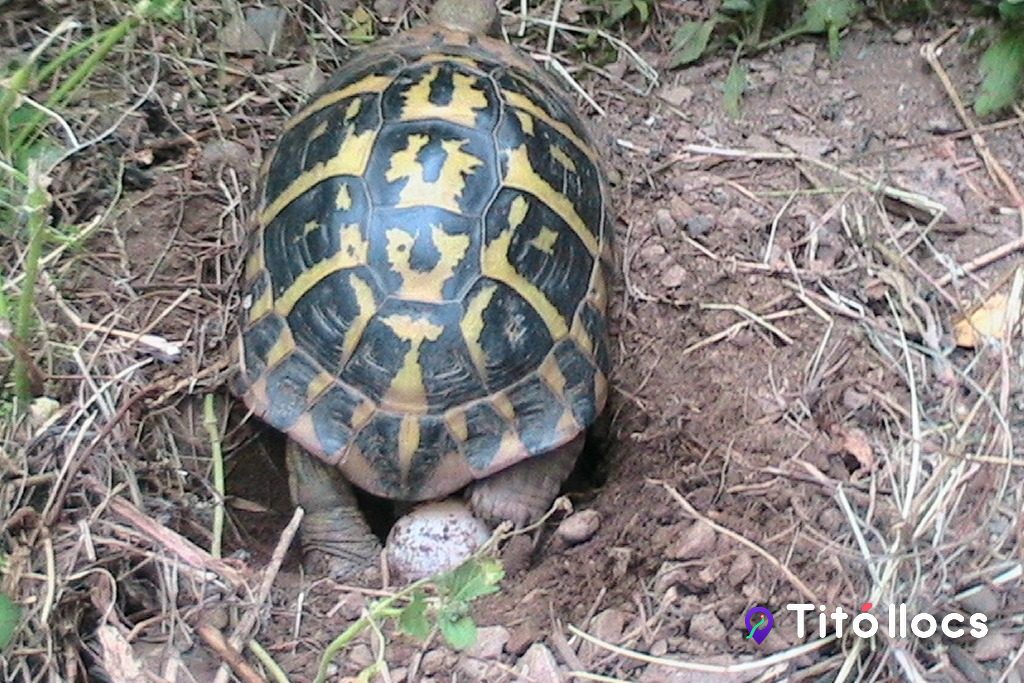 Tortuga mediterrània fent la posta en un clot de terra del recinte de Garriguella