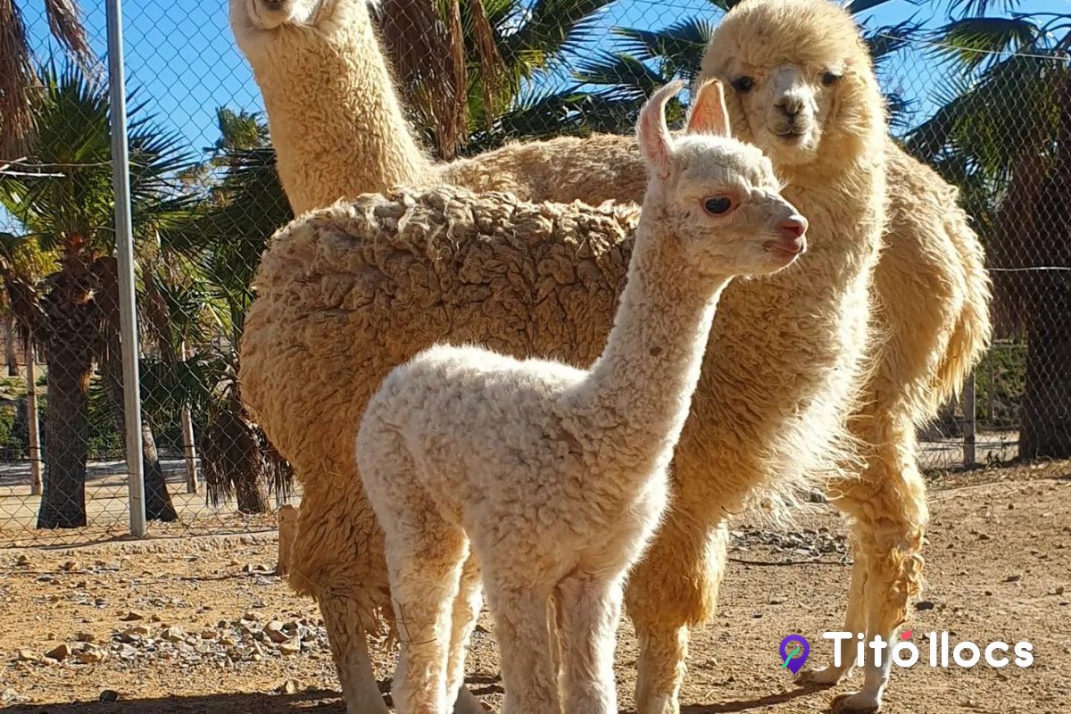 La Mascota i el Jardí, Parc d'animals per donar menjar i passejar en poni