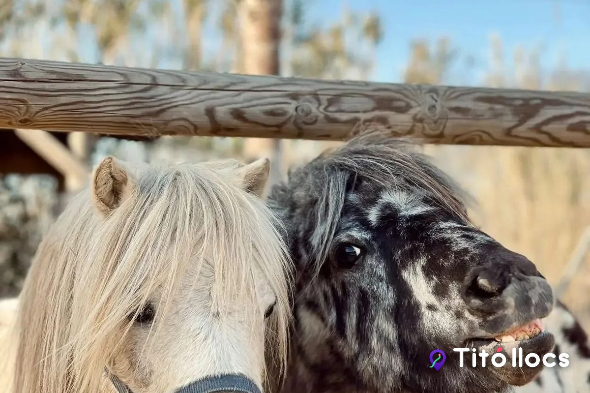 Dos ponis, un de clar amb crinera rossa i un altre tacat, darrere una tanca de fusta