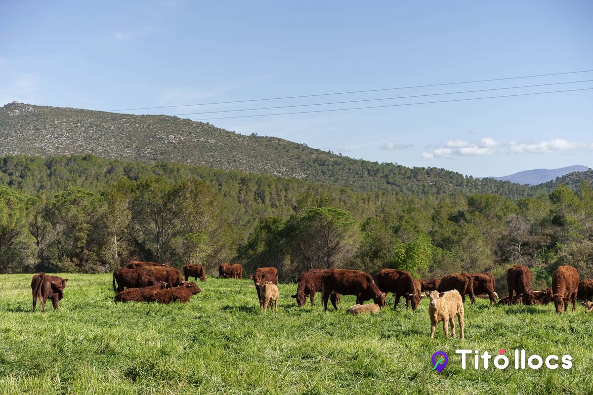 Vaques pasturant en un prat de Mas El Brugué, a Terrades
