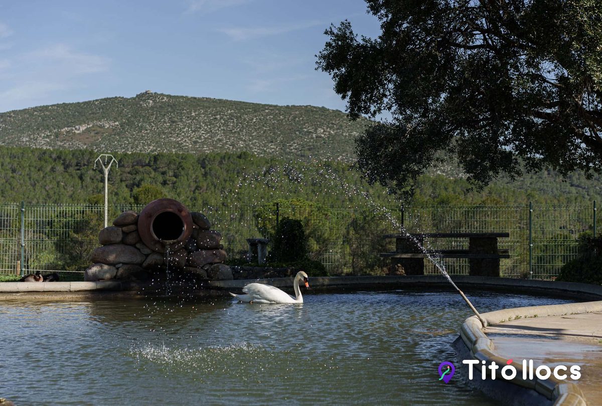 Un cigne a l'estany de Mas El Brugué, a Terrades