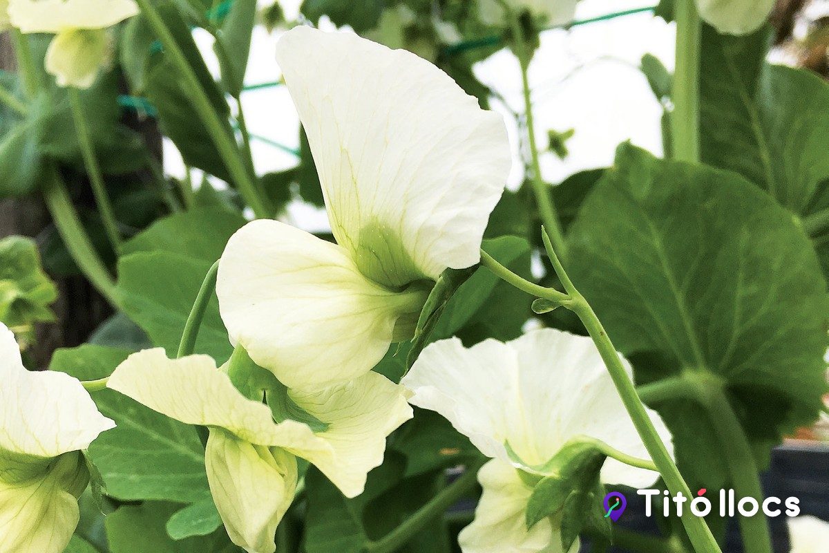 Flors blanques i fulles del pèsol garrofal amb la malla de tutor, a l'Horta Marcó