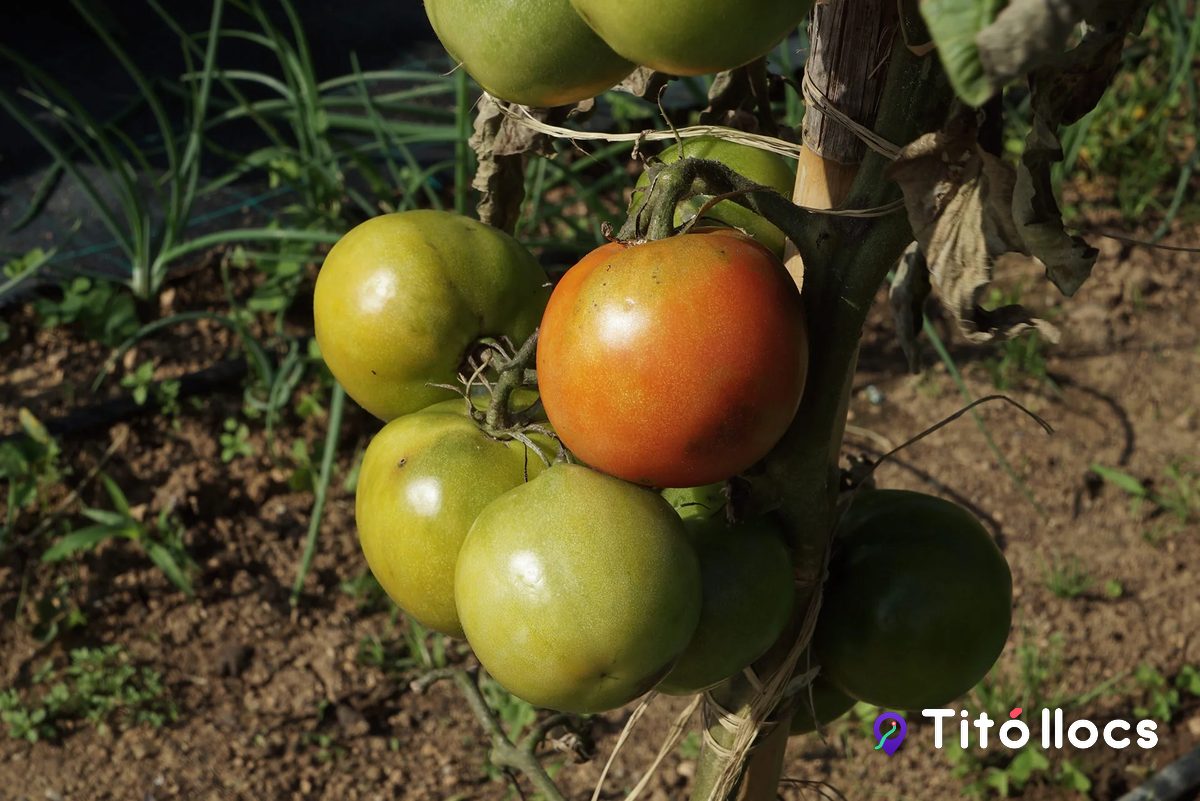 Raïm de tomàquets verds i un de madur a l'hort ecològic d'Hortus