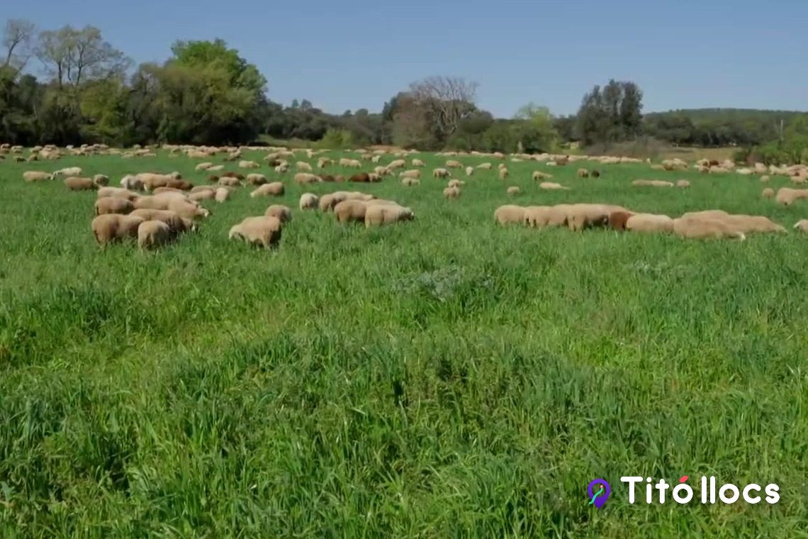 El ramat d'ovelles ripolleses pasturant al prat davant de Can Ros, capítol 129 del Titó