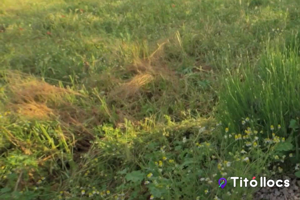 Parc de les Olors de Linyola, El jardí de 90 plantes aromàtiques nascut en una antiga bòbila