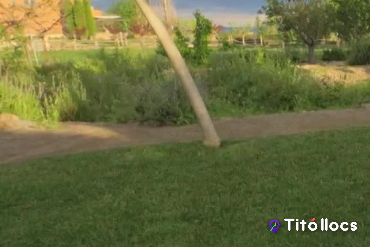 La gespa i els parterres d'aromàtiques del Parc de les Olors, amb un arbre al costat del camí