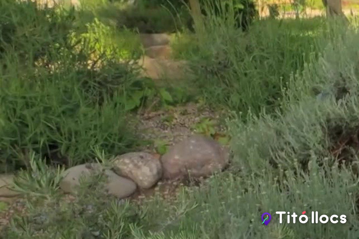 Un camí de grava entre mates grises de plantes aromàtiques i pedres rodones al Parc de les Olors de Linyola