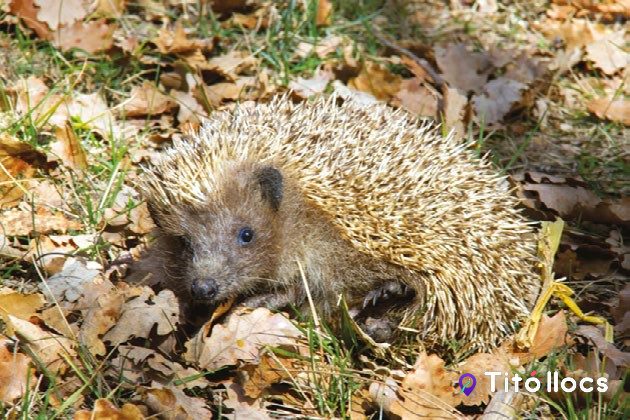 Un eriçó d'Europa, l'animal que dona nom al capítol del Centre Camadoca