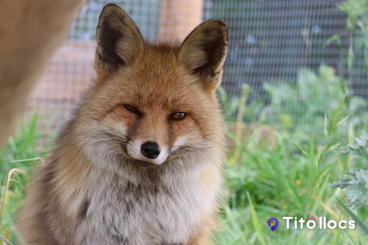 Zoo del Pirineu, Un refugi de fauna salvatge on cada animal té una història