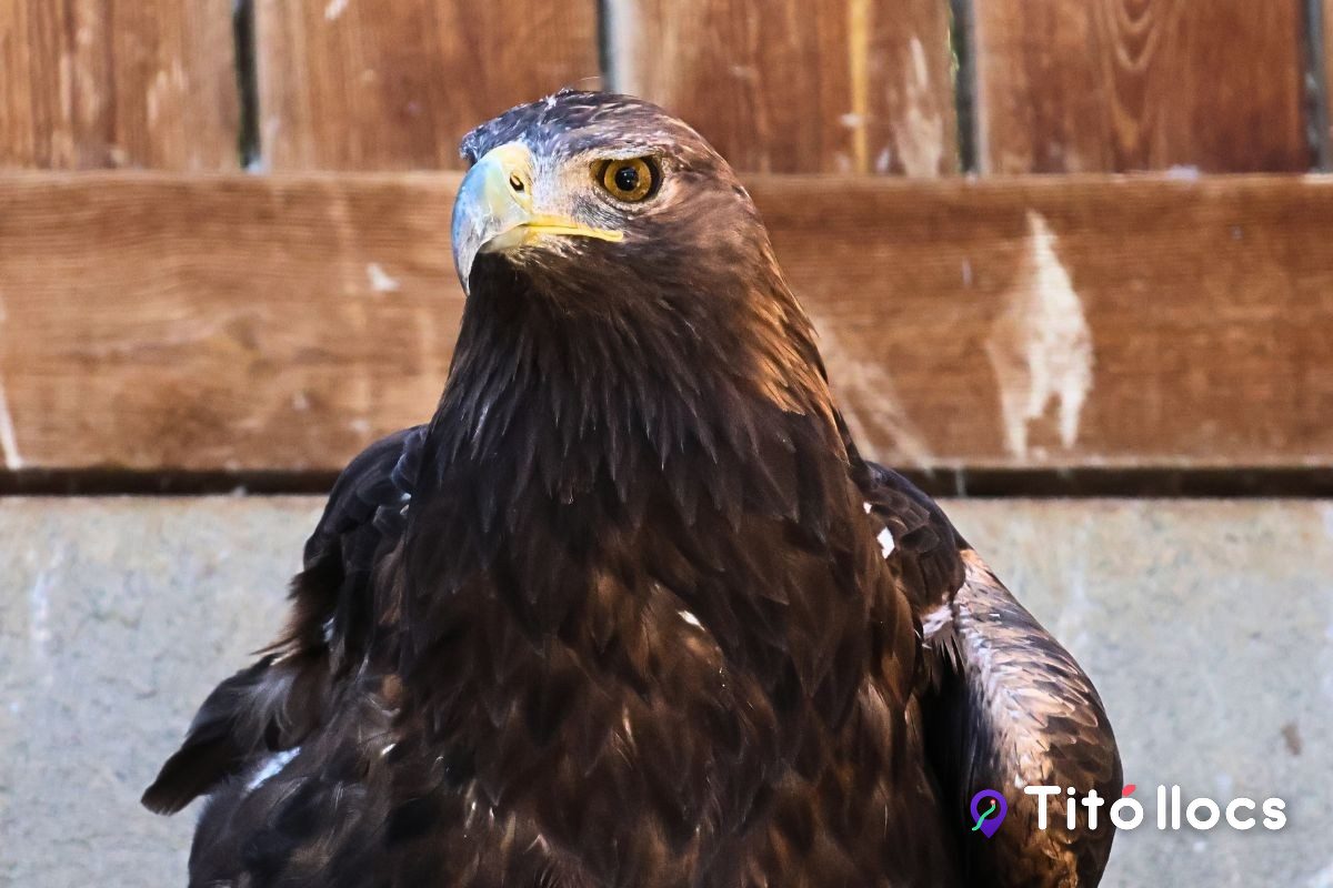 Àguila real recuperada, al Zoo del Pirineu d'Odèn