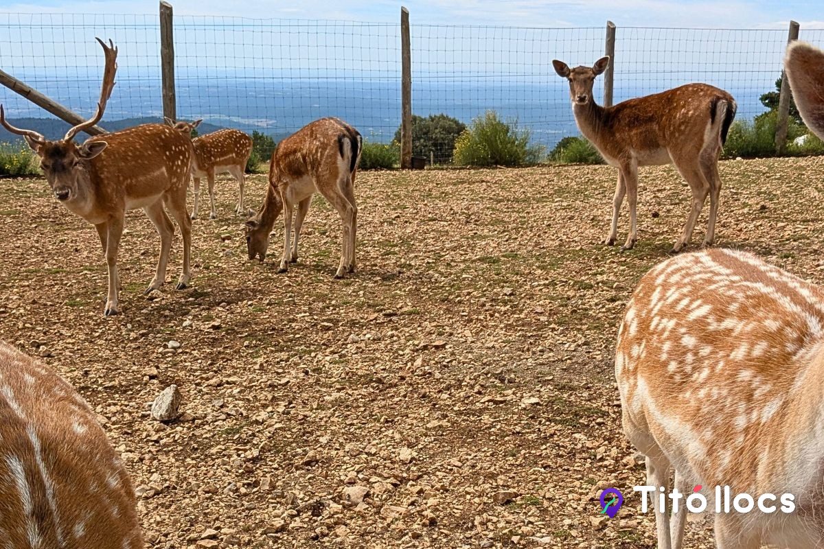 Gamos rescatats al seu prat, al Zoo del Pirineu