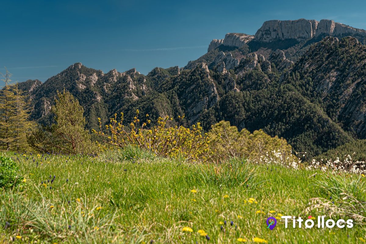 Prats i carenes de muntanya de la Vall de Lord, amb flors grogues en primer pla