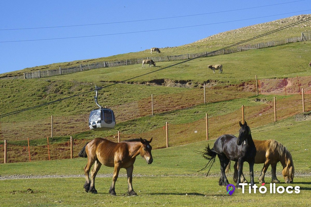 Cavalls pasturant als prats de l'estació de la Molina, amb el telecadira al fons