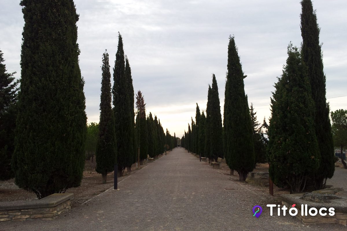 Avinguda de xiprers del passeig central, al Parc de Sant Eloi de Tàrrega