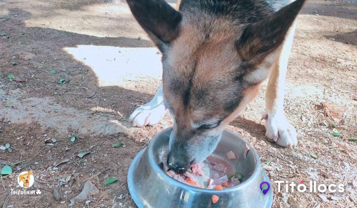 Un gos menja aliment natural al bol, a Canòpolis