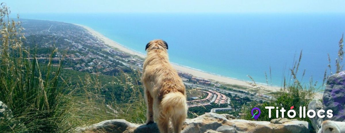 Un gos contempla la costa del Garraf des del mirador del refugi, a Canòpolis