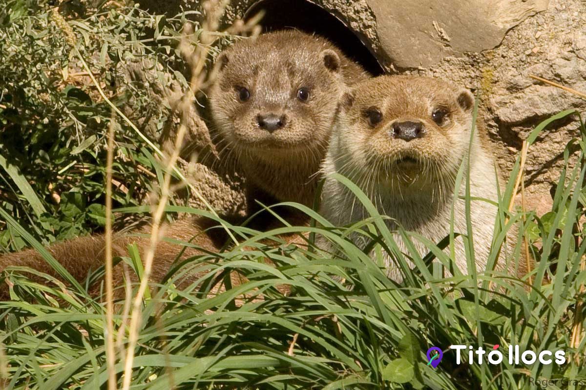 Centre de Fauna del Pont de Suert, Llúdrigues i truites del riu per veure-les de prop